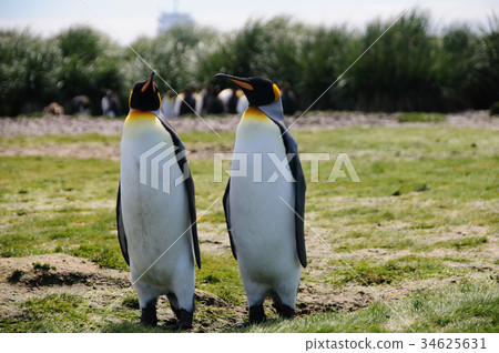 King Penguins on Salisbury plains King Penguins on Salisbury plains 34625631