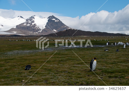 King Penguins on Salisbury plains King Penguins on Salisbury plains 34625637