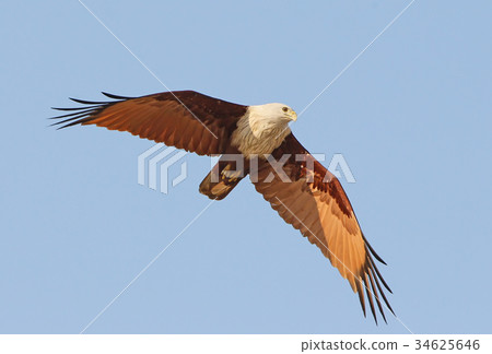 Brahmini kite in flight with open wing 34625646
