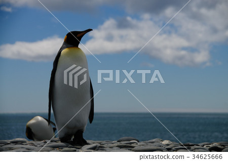 King Penguins on Salisbury plains 34625666