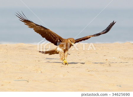 Black kite accurate landing on the sand. 34625690