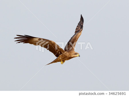 Black kite in flight with fish in legs. Black kite in flight with fish in legs. 34625691