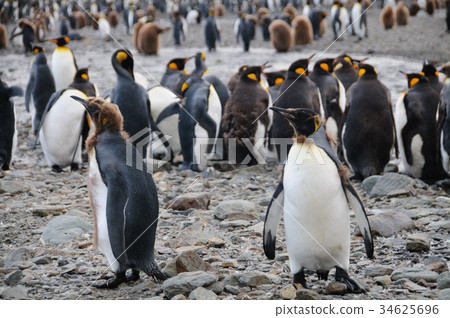 King Penguins at Fortuna Bay King Penguins at Fortuna Bay 34625696