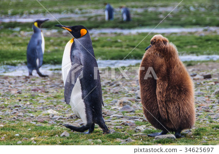 King Penguins at Fortuna Bay King Penguins at Fortuna Bay 34625697