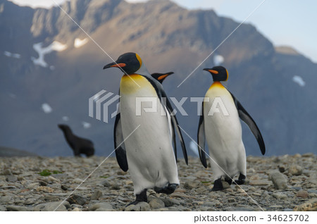 King Penguins at Fortuna Bay 34625702