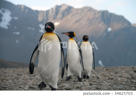 King Penguins at Fortuna Bay King Penguins at Fortuna Bay 34625703