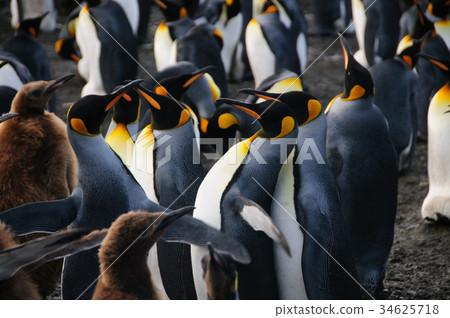 King Penguins on Gold Harbour 34625718