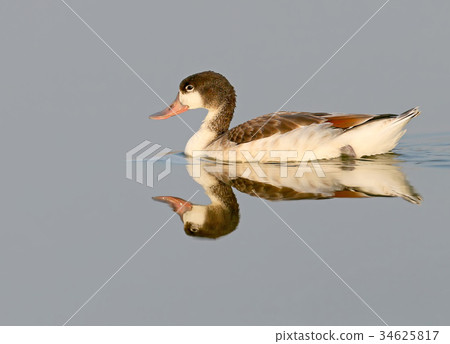 A young shelduck floats on the water A young shelduck floats on the water 34625817
