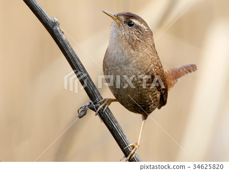Eurasian wren close up Eurasian wren close up 34625820
