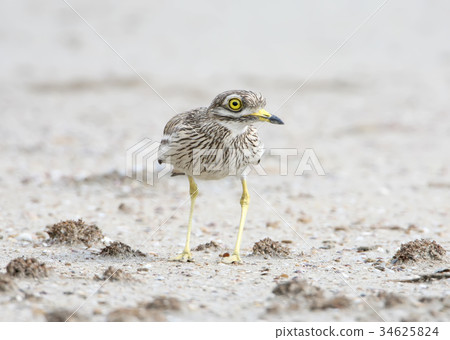 Stone curlew posing Stone curlew posing 34625824