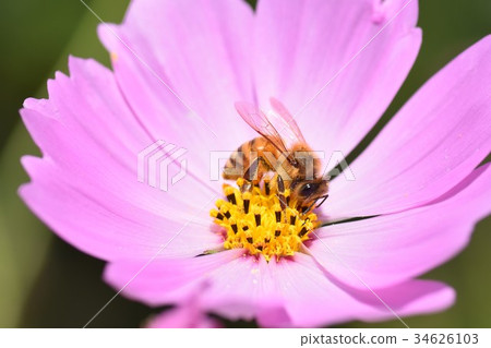 Cosmos and Bees Cosmos Kosmose Autumn Bees Honey Bees Honey Cosmos and Bees Cosmos Kosmose Autumn Bees Honey Bees Honey 34626103