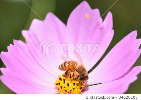 Cosmos and Bees Cosmos Kosmose Autumn Bees Honey Bees Honey 34626105