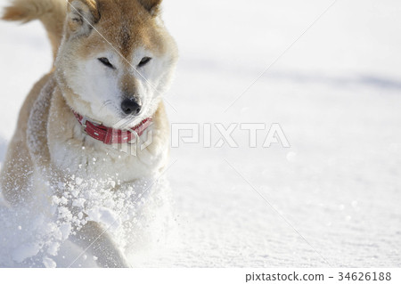 Shiba in the snowy field Shiba in the snowy field 34626188