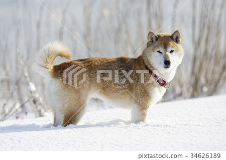 Shiba in the snowy field Shiba in the snowy field 34626189