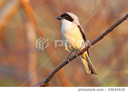 The lesser grey shrike (Lanius minor) The lesser grey shrike (Lanius minor) 34626430