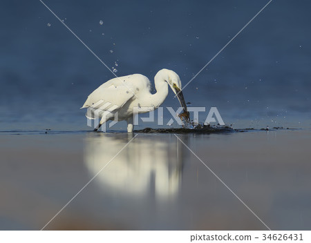 Little white heron fishing in water Little white heron fishing in water 34626431