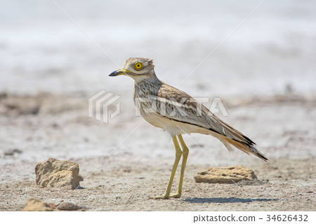 Curlew stone on the sand 34626432