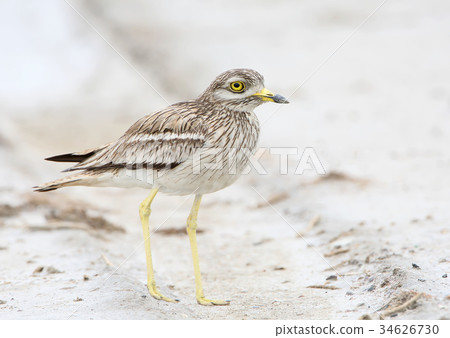 The stone curlew In the natural habitat 34626730