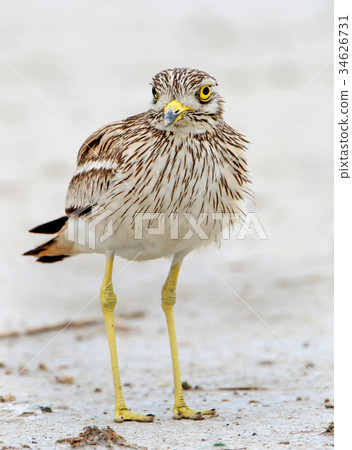 The stone curlew In the natural habitat 34626731