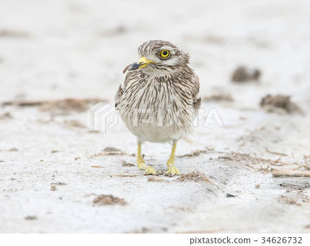 The stone curlew In the natural habitat The stone curlew In the natural habitat 34626732