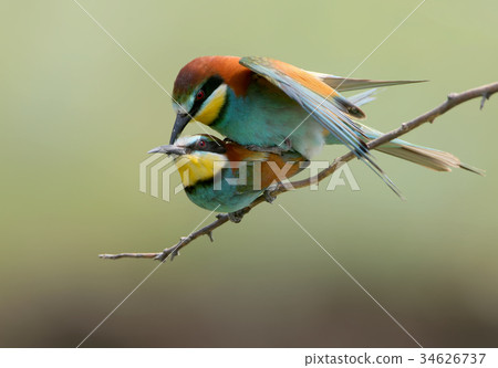 European bee eaters are mated on a branch. 34626737
