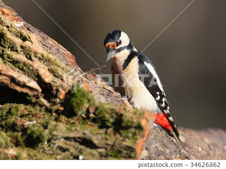 Close up portrait of female great spotted  34626862