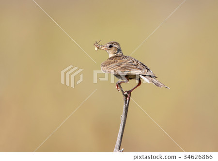 Eurasian skylark with spider in beak Eurasian skylark with spider in beak 34626866