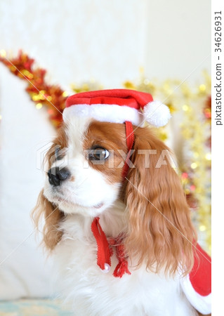 Cavalier in Santa costume Cavalier in Santa costume 34626931