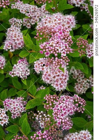 清爽可愛的Shimotsuke 34626972