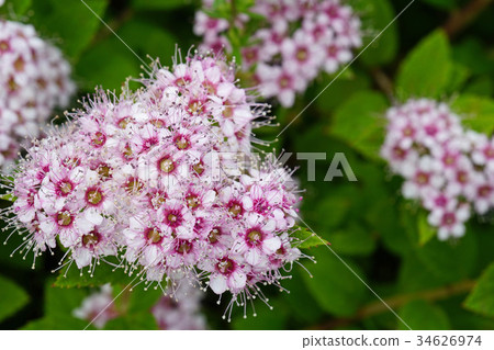 清爽可愛的Shimotsuke 34626974