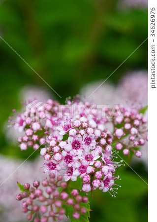 清爽可愛的Shimotsuke 34626976