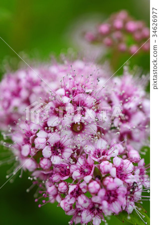 Refreshing and lovely Shimotsuke 34626977