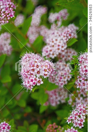 清爽可愛的Shimotsuke 34626983