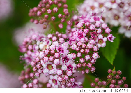 Refreshing and lovely Shimotsuke Refreshing and lovely Shimotsuke 34626984