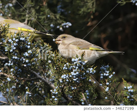 Greenfinch eating berries Greenfinch eating berries 34627199