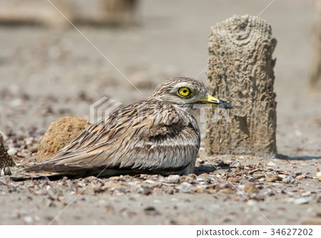 The stone curlew In the natural habitat 34627202
