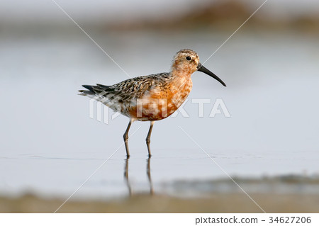 The curlew sandpiper (Calidris ferruginea) The curlew sandpiper (Calidris ferruginea) 34627206
