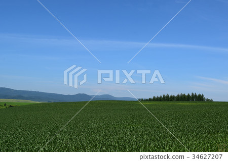 Corn field 34627207