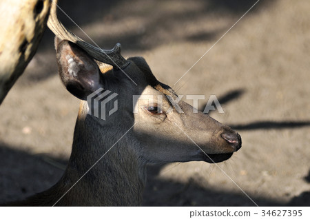 Deer portrait 34627395