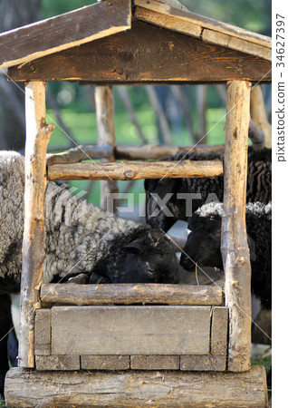 Feeding sheeps 34627397