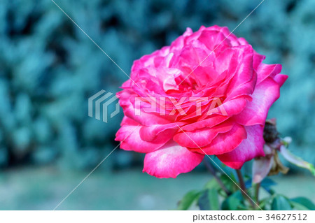 Beautiful, delicate rose in the garden 34627512