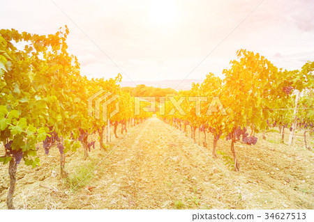 grape harvest at sunset - Tuscany 34627513