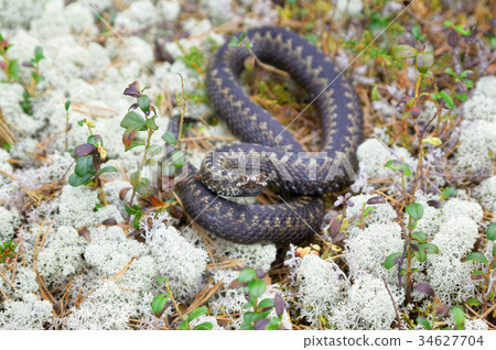 Siberian viper in the wild Siberian viper in the wild 34627704