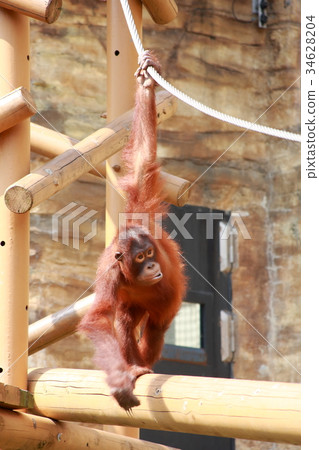 Bridge walk of young orangutan 34628204