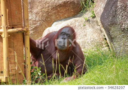 奧斯曼面對猩猩 34628207