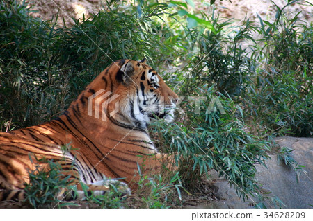 基於樹的老虎 34628209