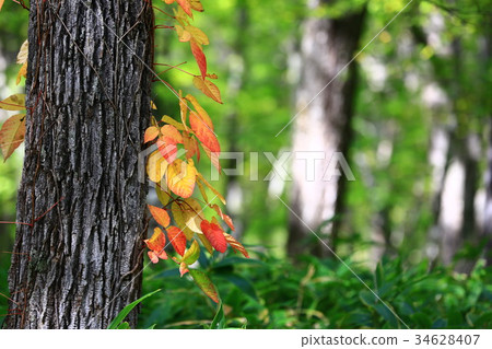 Senjogahara Senjogahara 34628407