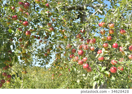 Apple Garden報告 Apple Garden報告 34628428