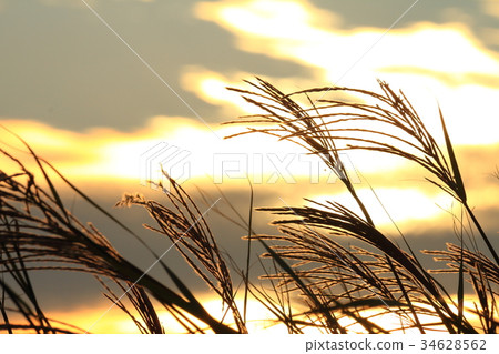 Golden jaundice Golden jaundice 34628562