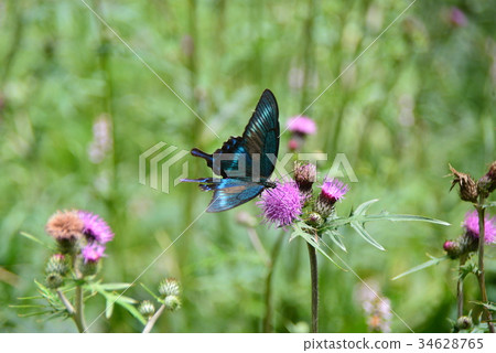 Miyama烏鴉豆 34628765